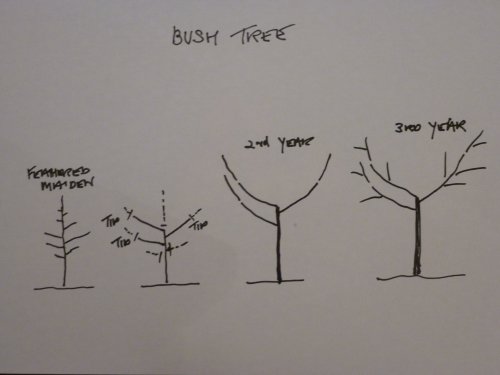 Bush Tree shape from Nursery tree to a 3 yr old tree